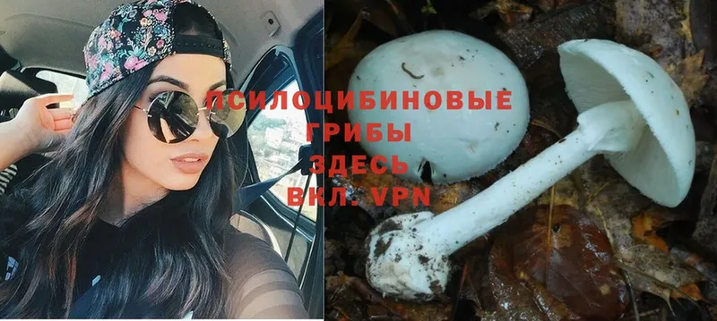 купить закладку  кракен онион  Галлюциногенные грибы Psilocybine cubensis  Мосальск 